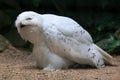 Snowy owl (Bubo scandiacus). Royalty Free Stock Photo