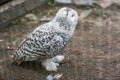 Snowy owl in a cage in a zoo Royalty Free Stock Photo