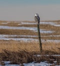 Snowy Owl in Canada Royalty Free Stock Photo