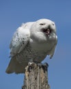 Snowy Owl Canadian Raptor Conservancy Port Huron Ontario Canada