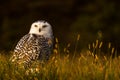 A snowy owl Royalty Free Stock Photo