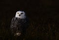 A snowy owl Royalty Free Stock Photo