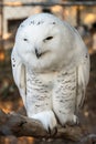 Snowy owl in captivity Royalty Free Stock Photo