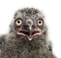 Snowy Owl chick, Bubo scandiacus, 19 days old Royalty Free Stock Photo