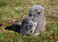 Snowy owl chick (Bubo scandiacus) Royalty Free Stock Photo