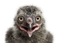 Snowy Owl chick, Bubo scandiacus