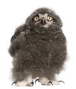 Snowy Owl chick, Bubo scandiacus