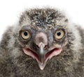 Snowy Owl chick, Bubo scandiacus, 19 days old against white back