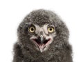 Snowy Owl chick calling, Bubo scandiacus, 31 days old against white background