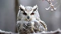 Snowy owl close-up on a background of a winter forest Royalty Free Stock Photo