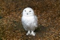 Snowy Owl. Royalty Free Stock Photo