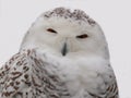 SNOWY OWL CLOSE UP Royalty Free Stock Photo