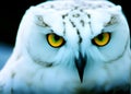 Snowy Owl Close-up with yellow eyes and black background Royalty Free Stock Photo