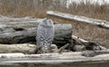 Snowy owl in coastal driftwood pile