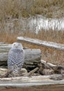 Snowy owl in coastal driftwood pile