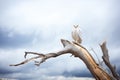 snowy owl on crooked branch with cloudy sky backdrop Royalty Free Stock Photo