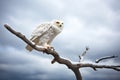 snowy owl on crooked branch with cloudy sky backdrop