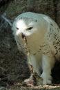 Snowy owl eating