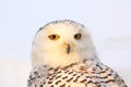 Snowy Owl