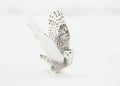 A Snowy owl female taking off in flight hunting over a snow covered field in Canada