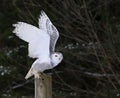 Snowy Owl Flapping it's Wings Royalty Free Stock Photo