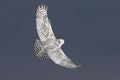 A Snowy owl flies low hunting over an open sunny snowy cornfield in Ottawa, Canada