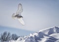 Snowy owl in flight Royalty Free Stock Photo