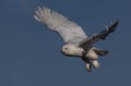 Snowy Owl in Flight Royalty Free Stock Photo