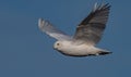 Snowy Owl in Flight Royalty Free Stock Photo