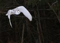 Snowy Owl in Flight Royalty Free Stock Photo