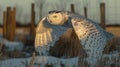 Snowy owl in flight at dawn Royalty Free Stock Photo