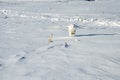 Snowy owl extends its talons to catch a field mouse to eat