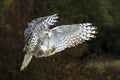 Snowy Owl in flight Royalty Free Stock Photo