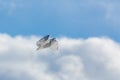 Snowy Owl Flight Royalty Free Stock Photo