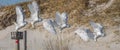 Snowy Owl Flight Sequence Royalty Free Stock Photo