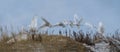 Snowy Owl Flight Sequence Royalty Free Stock Photo