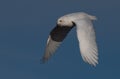 Snowy Owl in Flight Royalty Free Stock Photo