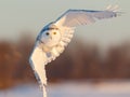 Snowy Owl in Flight Royalty Free Stock Photo