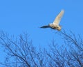 Snowy Owl Flight Royalty Free Stock Photo