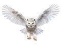 Snowy Owl in Flight on White Background. AI generated Illustration