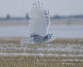 Snowy Owl Flying Royalty Free Stock Photo