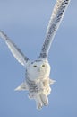 Snowy Owl Flying Royalty Free Stock Photo