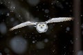 snowy owl flying headon with snow particles trailing behind it