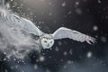 snowy owl flying headon with snow particles trailing behind it