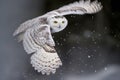 snowy owl flying headon with snow particles trailing behind it