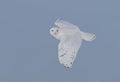 A Snowy owl flying low hunting over an open sunny snowy cornfield in Ottawa, Canada Royalty Free Stock Photo