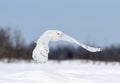 A Snowy owl flying low hunting over an open sunny snowy cornfield in Ottawa, Canada Royalty Free Stock Photo