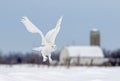 A Snowy owl flying low hunting over an open sunny snowy cornfield in Ottawa, Canada Royalty Free Stock Photo