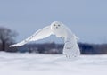 A Snowy owl flying low hunting over an open sunny snowy cornfield in Ottawa, Canada