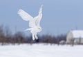A Snowy owl flying low hunting over an open sunny snowy cornfield in Ottawa, Canada Royalty Free Stock Photo